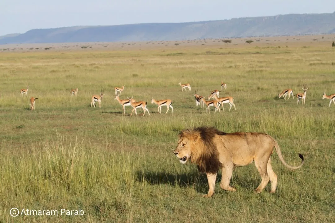 image of lion on masai mara